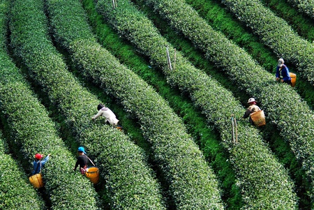 Nemzetközi teanap - petíció Betakarítás teaültetvényen